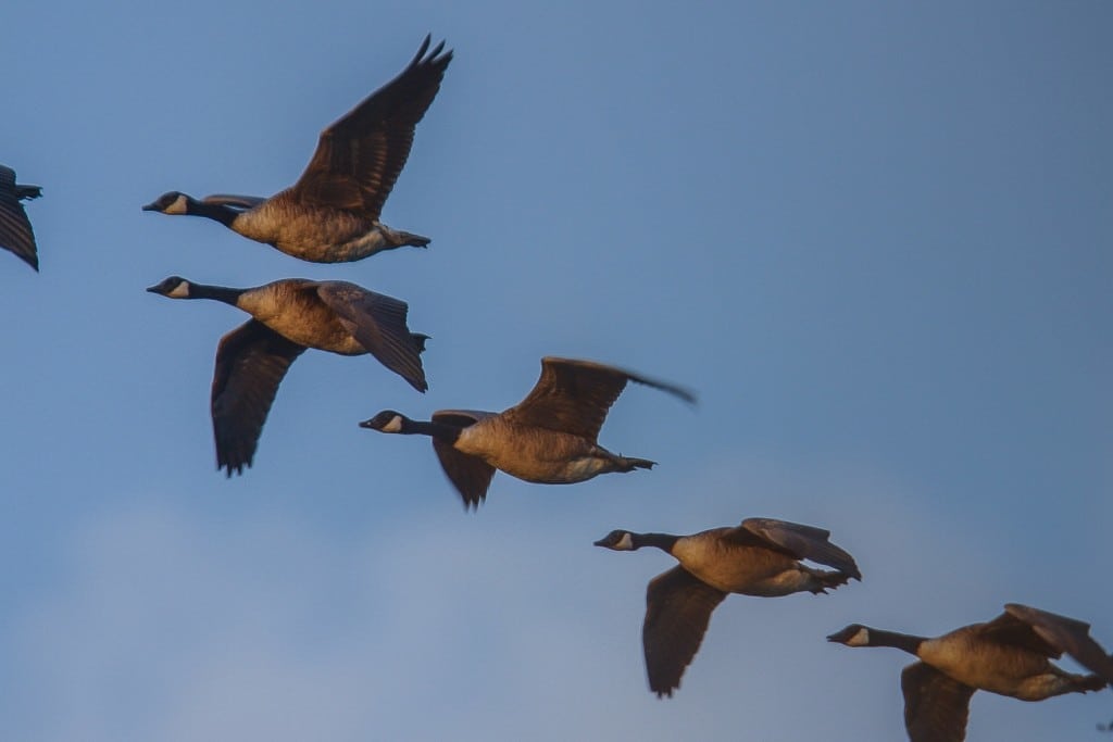 Gåsejagt: The American Way Gåsejagt: The American Way