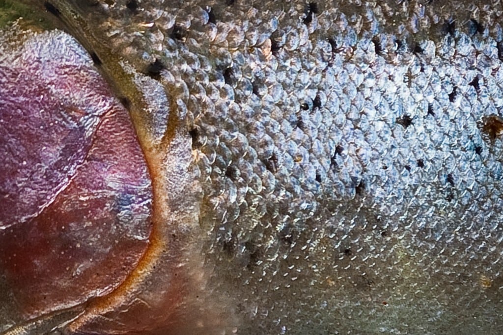 Netto, Føtex og Bilka: Fisk og skaldyr skal være bæredygtige