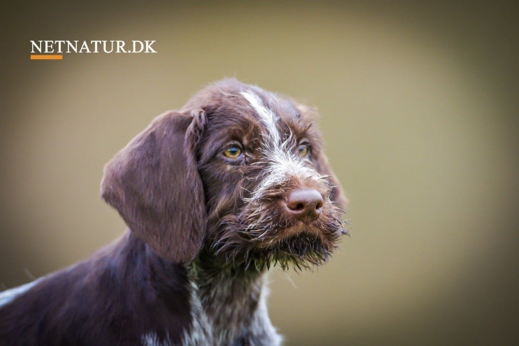 Dyrenes beskyttelse advarer mod hvalpefabrikker Miljø- og fødevareminsteren starter jagt på hvalpefabrikker