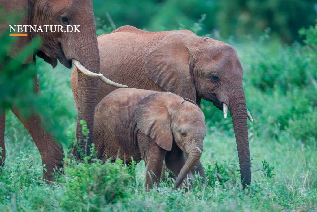 DCE: Ikke utopi med elefanter og næsehorn i dansk natur