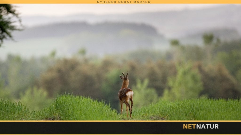 Skyd - eller skyd ikke! nr. 2