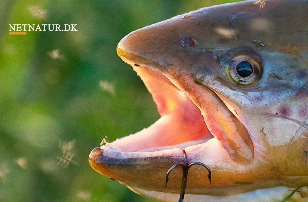 Danmark tiltræder global kviksølvkonvention