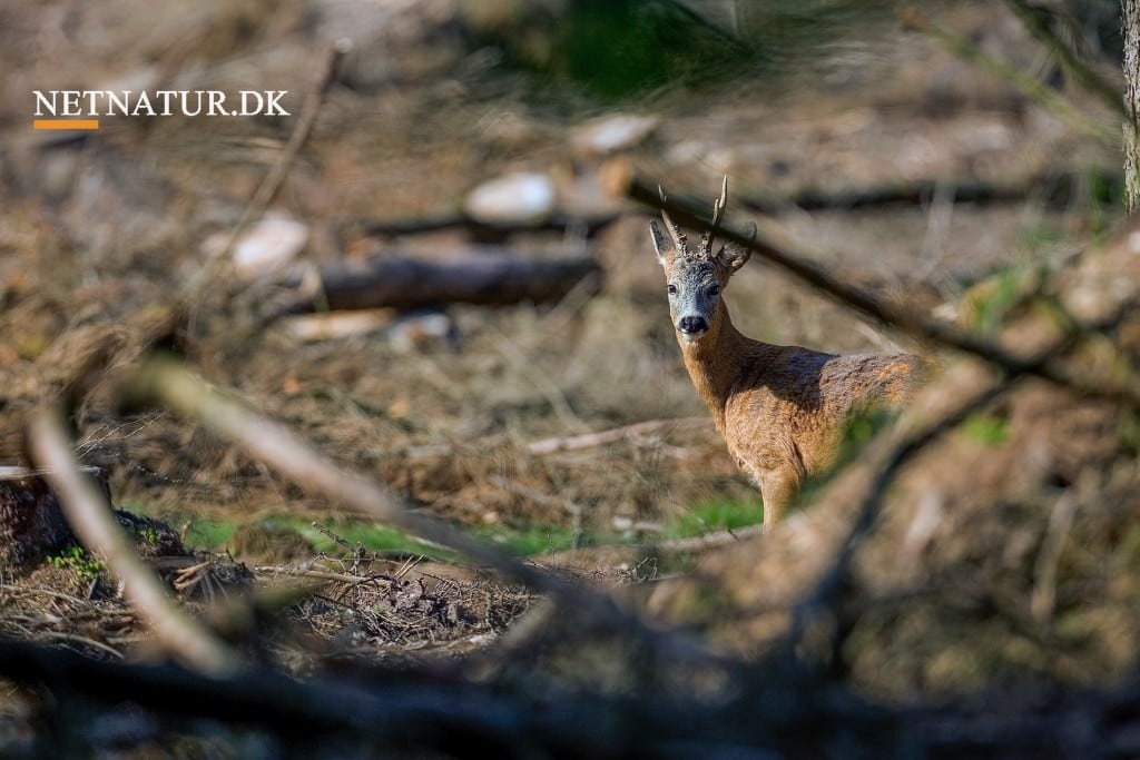 Skyd - eller skyd ikke! nr. 4