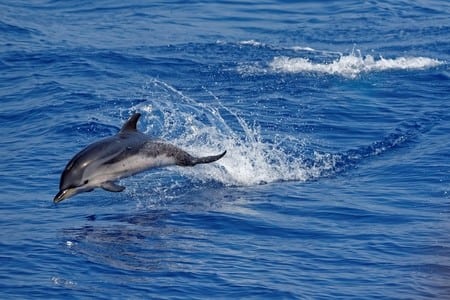De danske hvaler er skrevet i mandtal De danske hvaler er skrevet i mandtal