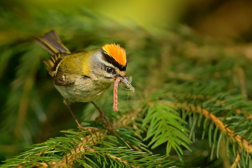 Undgå at fuglene flyver mod vinduerne