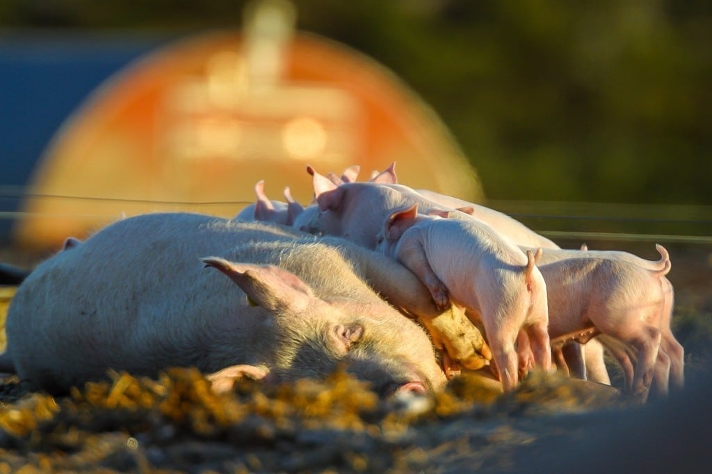 Afrikans svinepest nu endnu tættere på Danmark