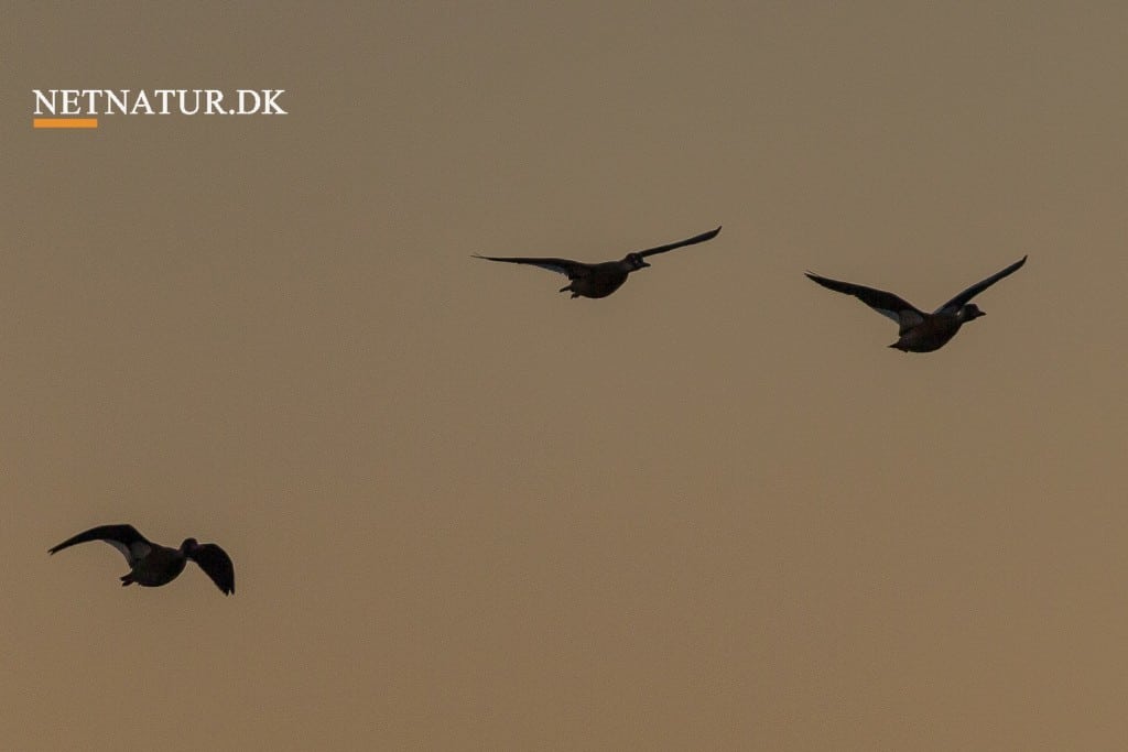 Sydafrika: Andejagt med stor artsrigdom