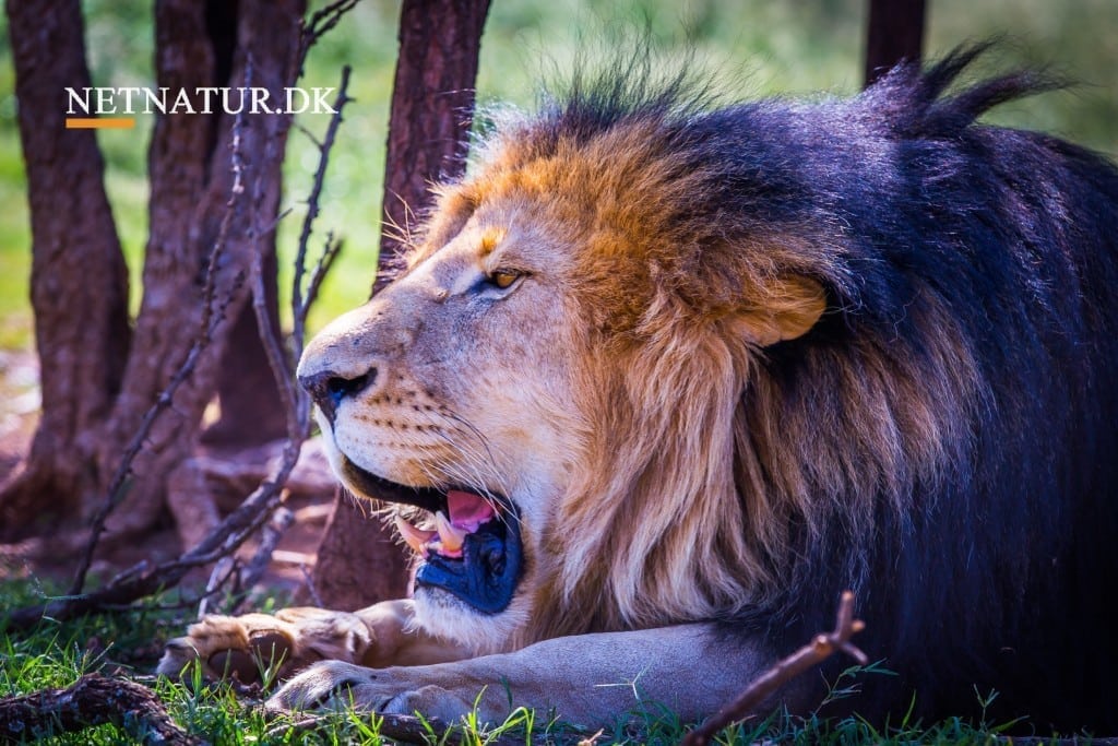 Løve: Bestanden estimeret land for land