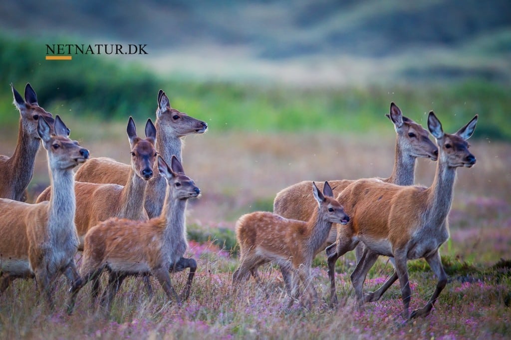 Naturfilm optaget i tæt befolkede Holland Naturfilm optaget i tæt befolkede Holland