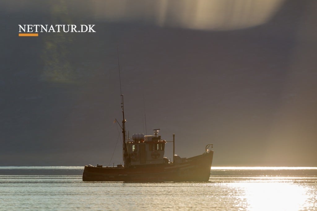 MSC-certifikat tildelt grønlandsk fiskeri efter hellefisk