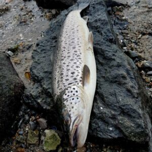 Fjordfiskeri efter havørreder