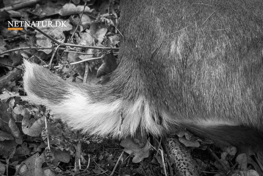 Muntjac skudt og filmet i dagens sidste lys