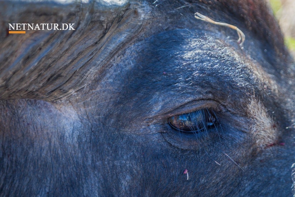 Australien: Jagt- og skudsituationer på stribe