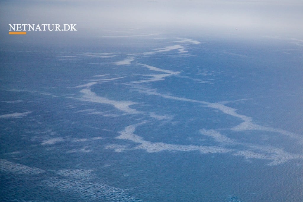 Havbrug: Massiv folkelig protest