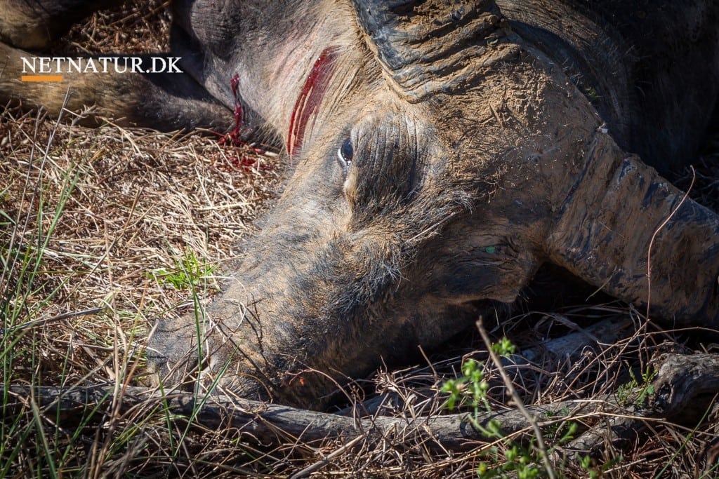 Australien: Bøffel med bue