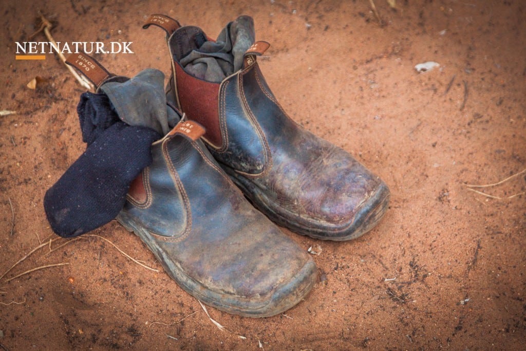 Australien: Video set med jægerøjne