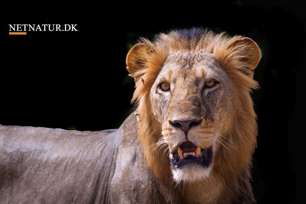 Cirkus: Dyrenes konge svarer tilbage