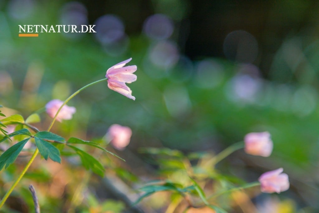 Hvilke vilde planter kan man trygt anvende i køkkenet