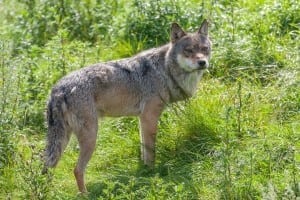 Viden om ulvens stressfaktor mangler