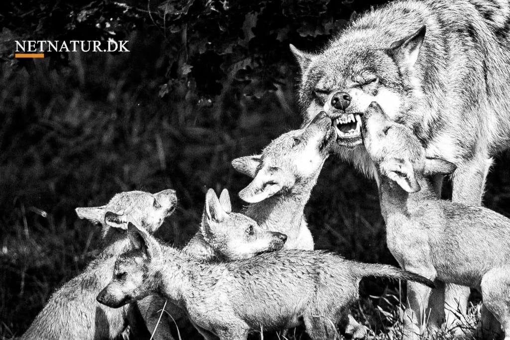 Modstand mod undersøgelse af ulve og hybrider