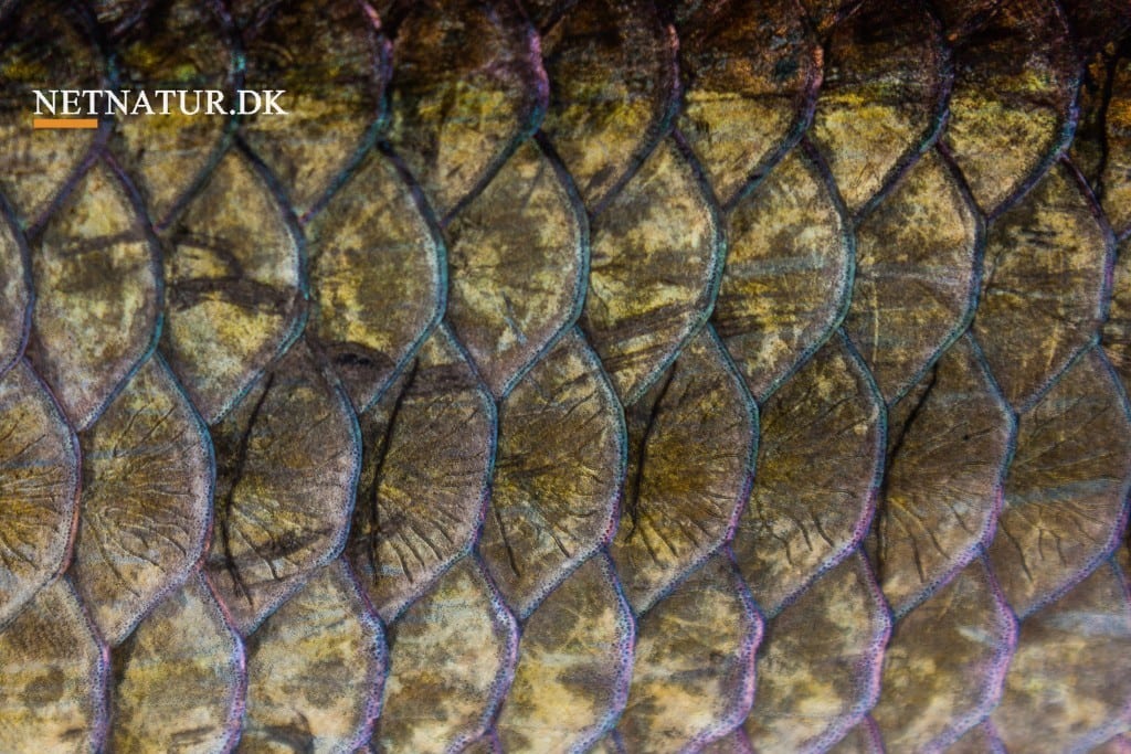 Nicaragua: Fluefiskeri efter tarpons i mangroven