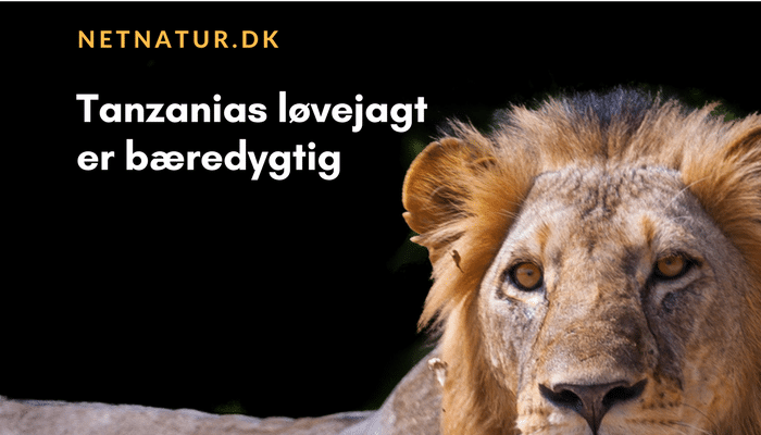 Tanzanias jagtindustri roses af EU-delegation Tanzanias jagtindustri roses af EU-delegation