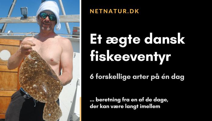 Eventyrligt fiskeri efter kystnære slethvar