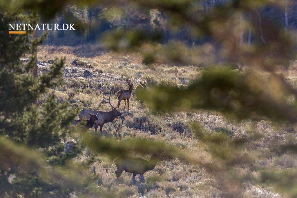 Zeiss reklame med klart budskab