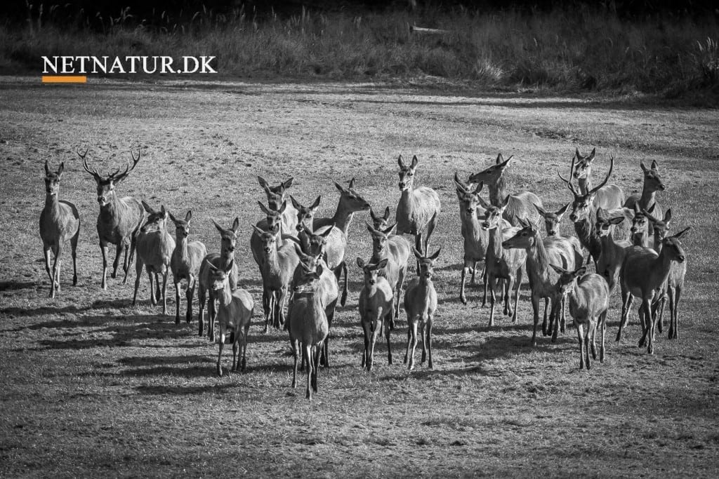 Bekendtgørelse om jagttid for visse pattedyr og fugle m.v.