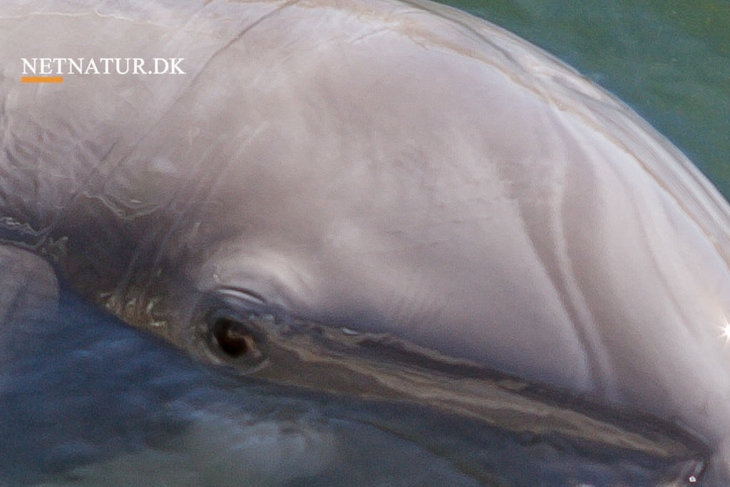 Golfmarsvinet er tæt på udryddelse