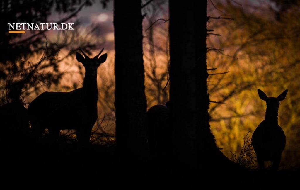 Dyrenes Vagtcentral havde rekordmange opkald i 2018