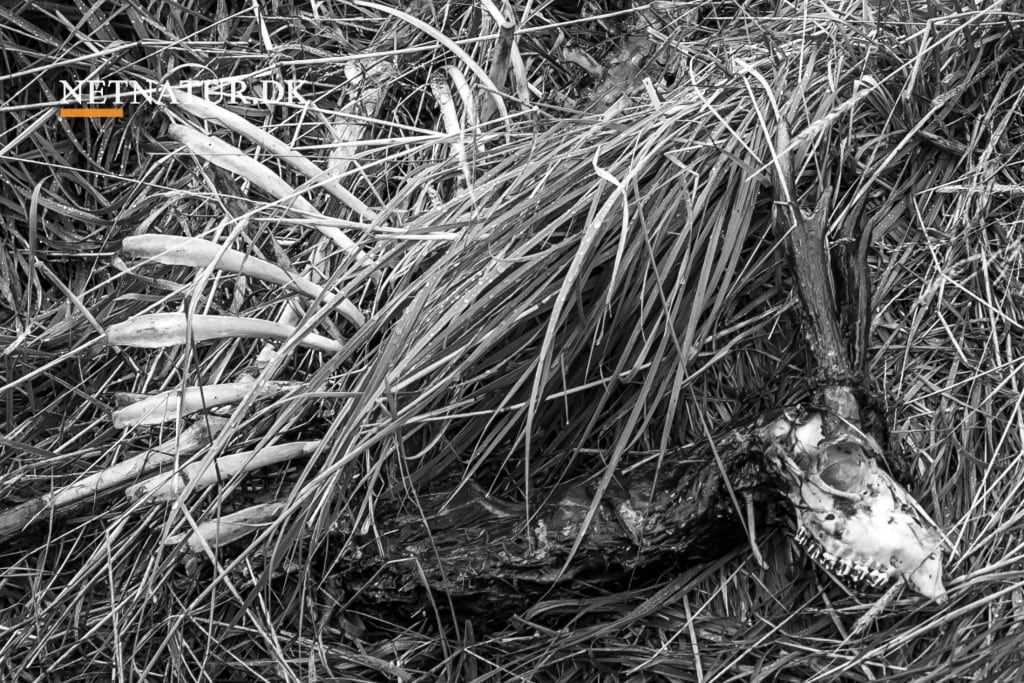 Flere ønsker flere ådsler i dansk natur