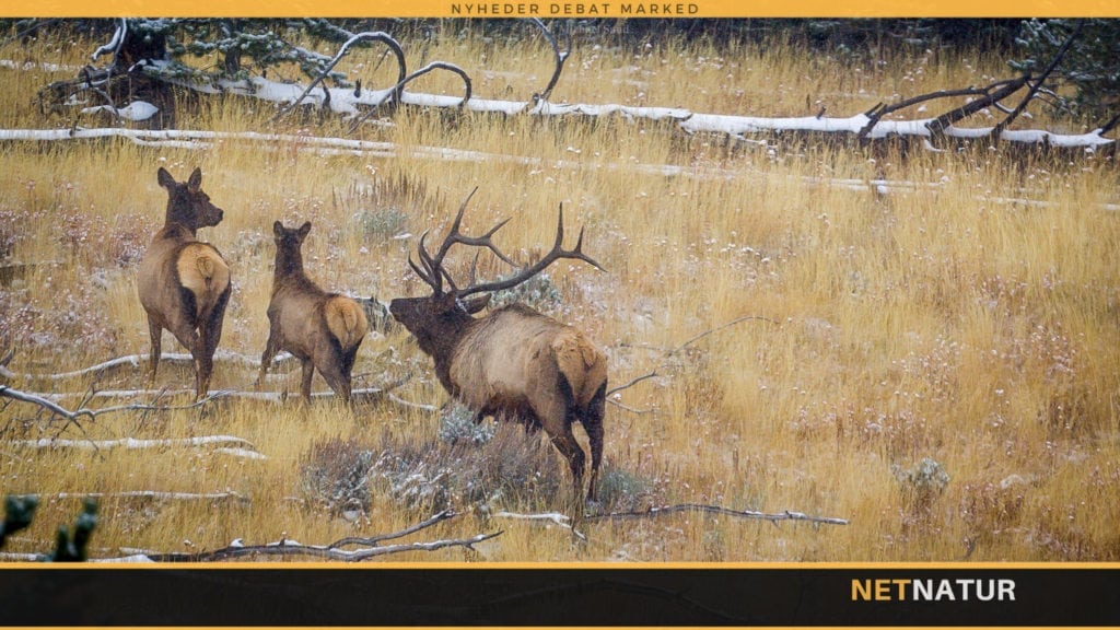 Elk: Så bliver det ikke vildere