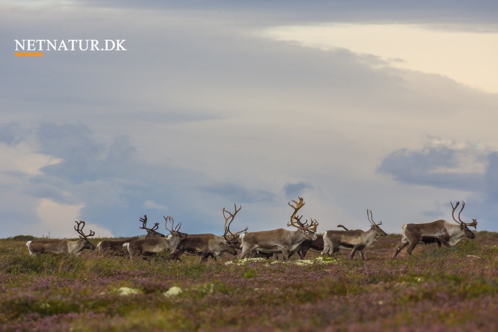 Viden om: Rensdyr i Danmark