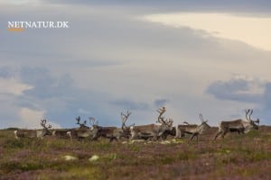 Viden om: Rensdyr i Danmark