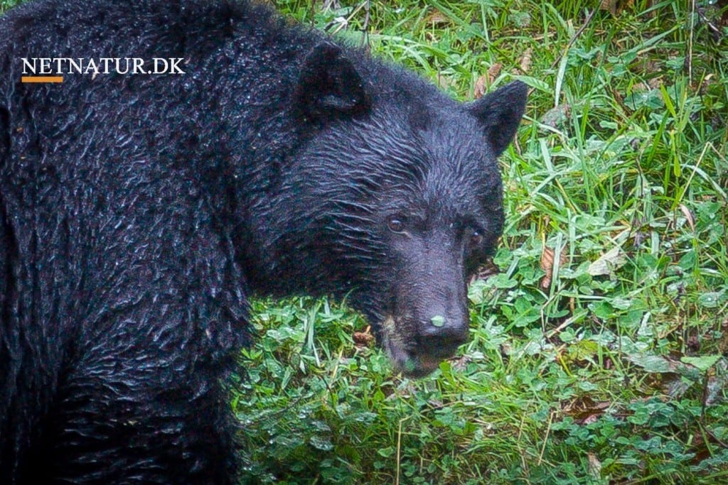 Sortbjørn angriber jæger på video