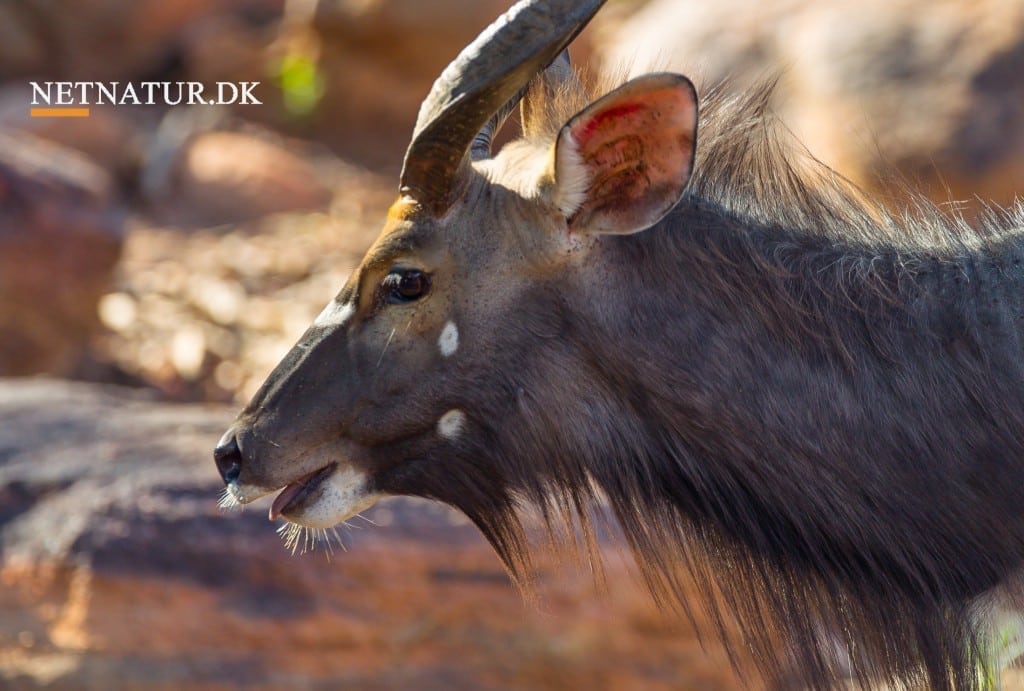 Når dyr bliver berusede