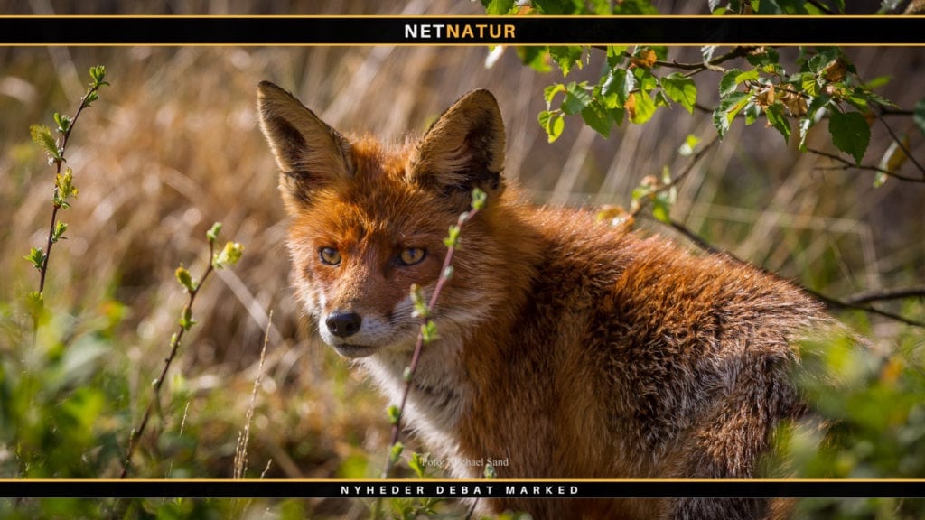 Reglerne for regulering af ræv