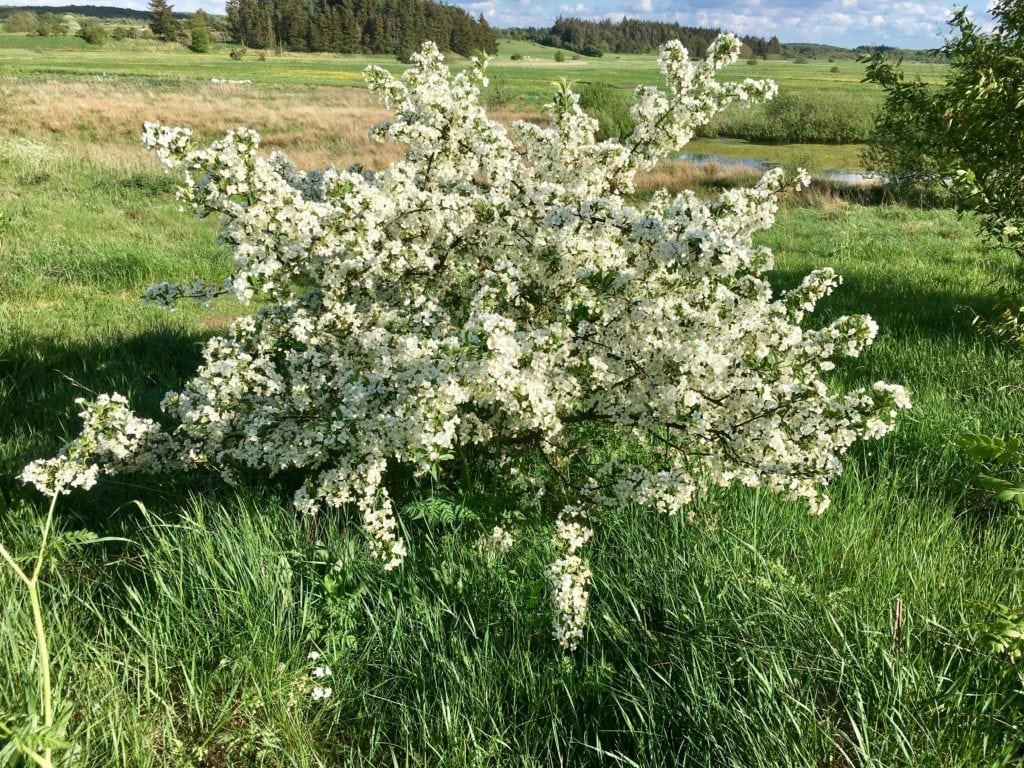Kend dine vildtplanter: Sargents æble