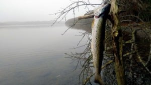 Havørred: Når kystfiskeriet går amok