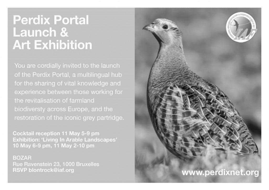 Falkonerer i Europa i samarbejde om bevarelse af agerhønen