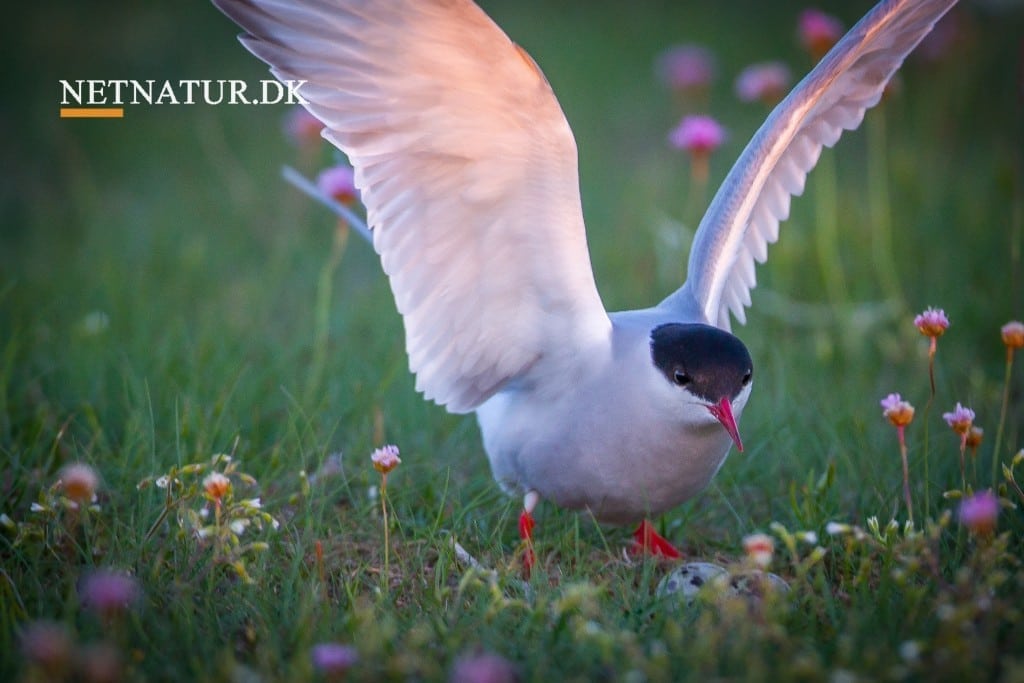Højvande i Vadehavet førte til massedød