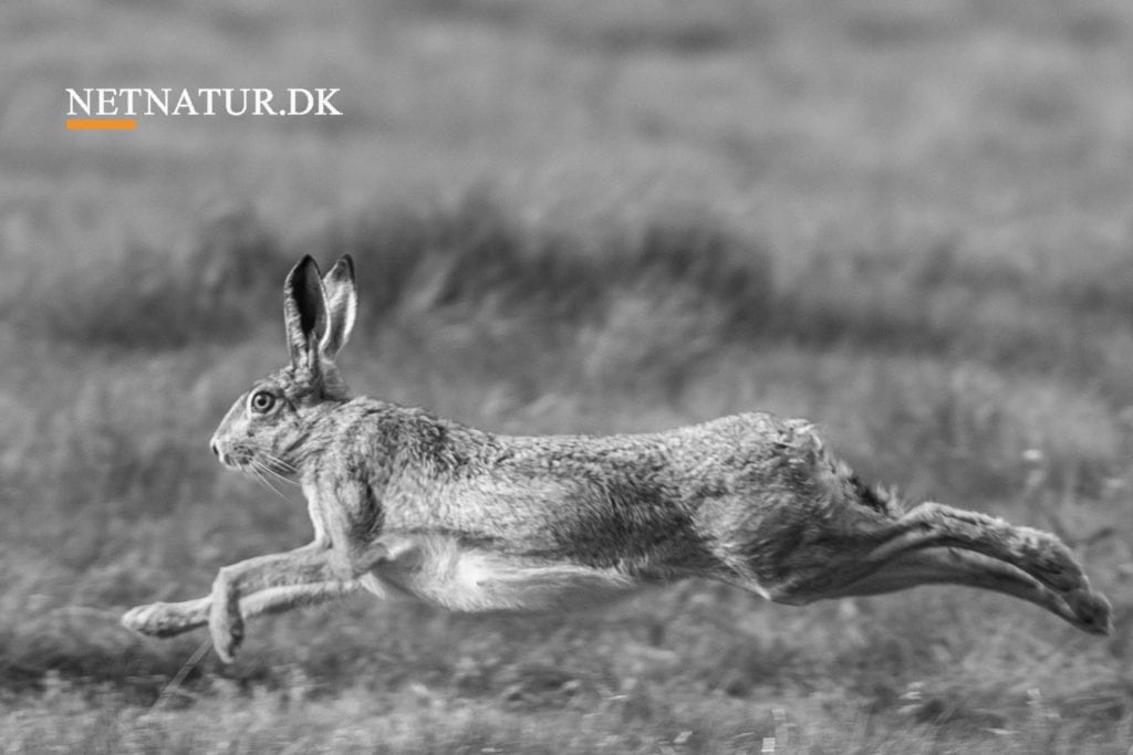 Hare spiller med færdighederne