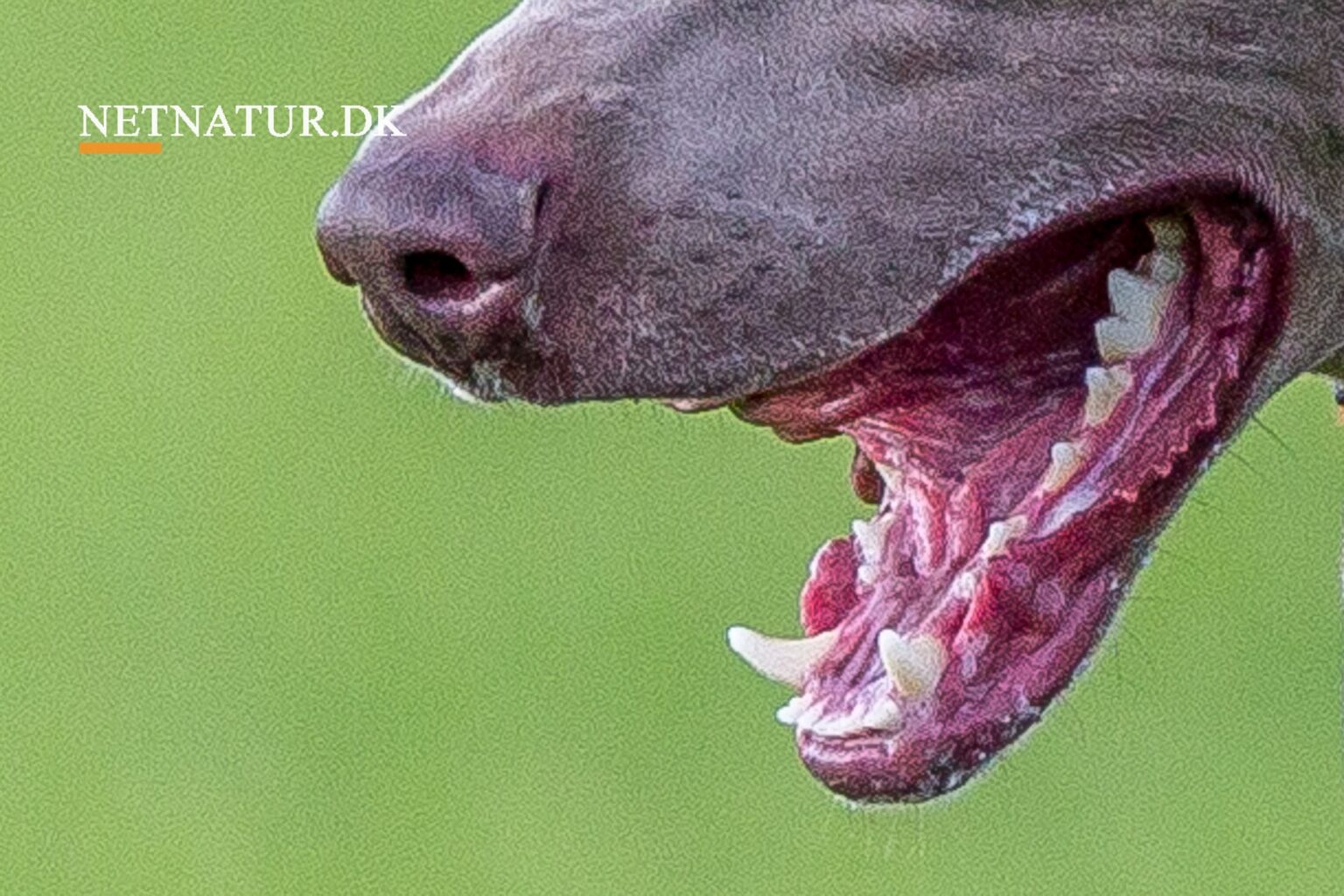 Giftfri rottebekæmpelse Rabies - eller hundegalskab