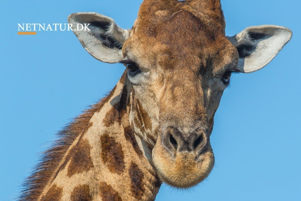 Safari-film står for skud