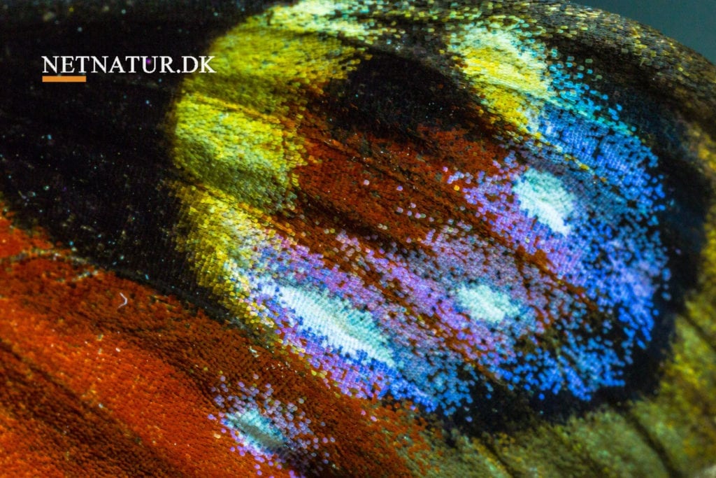 Byens vilde dyr og planter skal plejes Byens vilde dyr og planter skal plejes