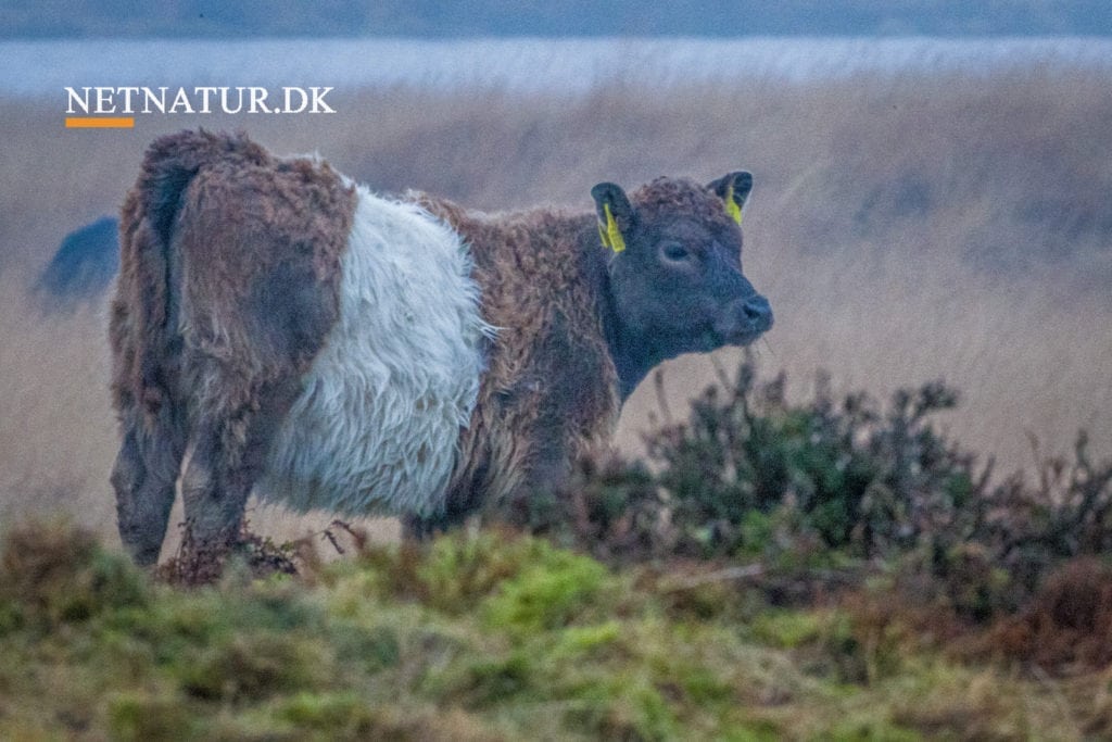 Græssende dyr skal give rigere natur i Rold Skov