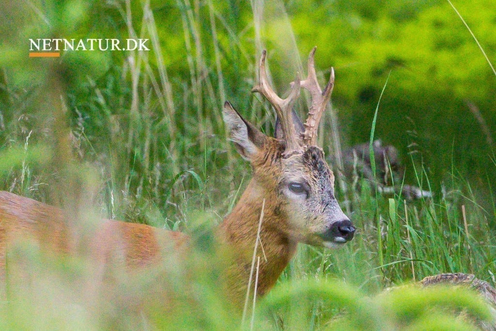 Revirpleje - plantning og pasning af pil