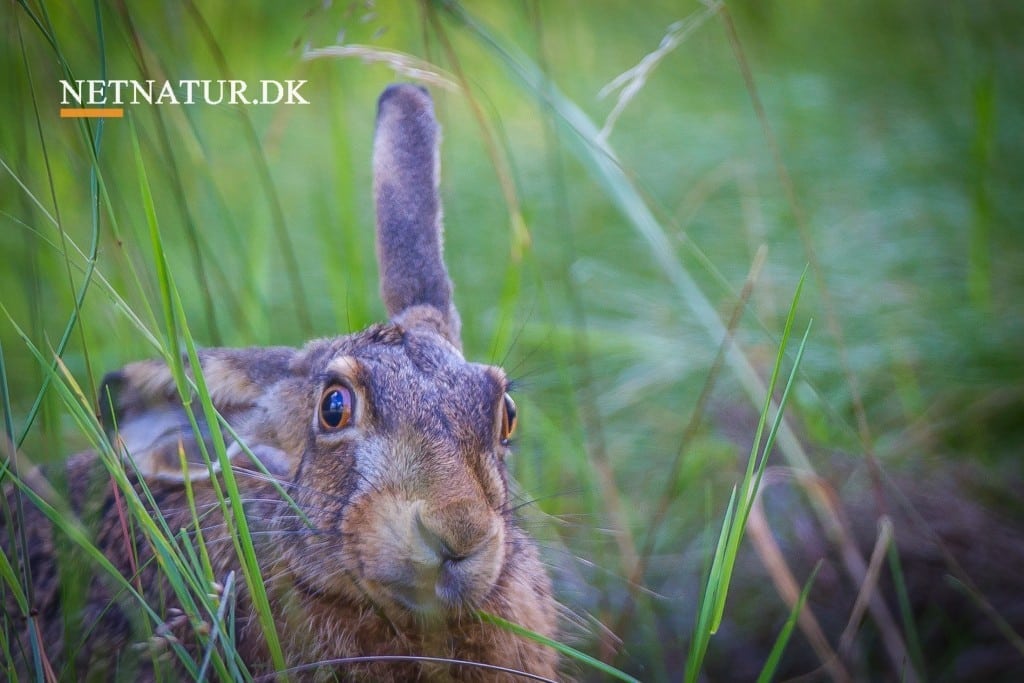 Vildtudbytte statistik 2016/17 foreligger nu
