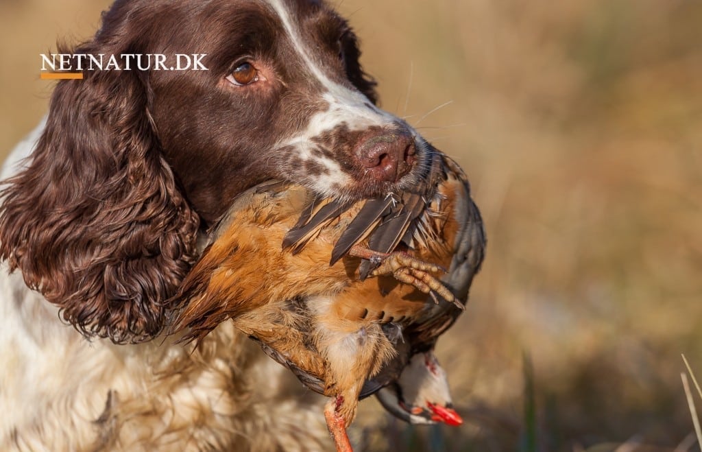 Stenhøns: Rough Shooting i Spanien